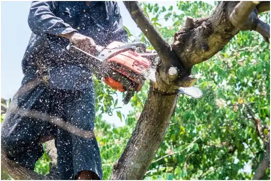 tree services Weston Lakes